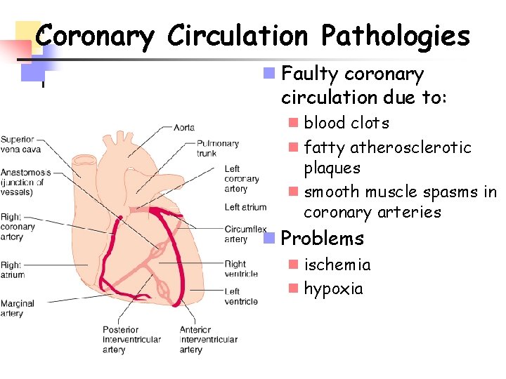 Coronary Circulation Pathologies n Faulty coronary circulation due to: n blood clots n fatty