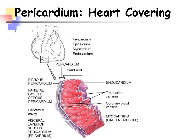 Pericardium: Heart Covering 