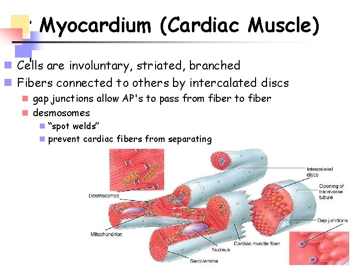 Myocardium (Cardiac Muscle) n Cells are involuntary, striated, branched n Fibers connected to others