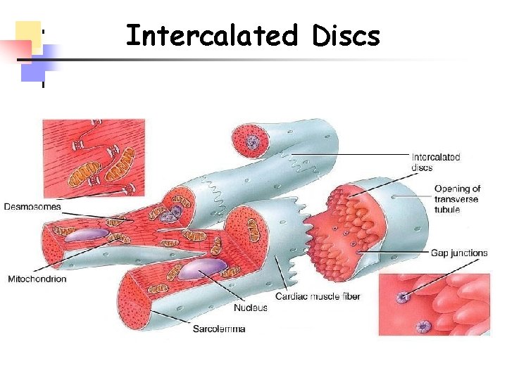 Intercalated Discs 