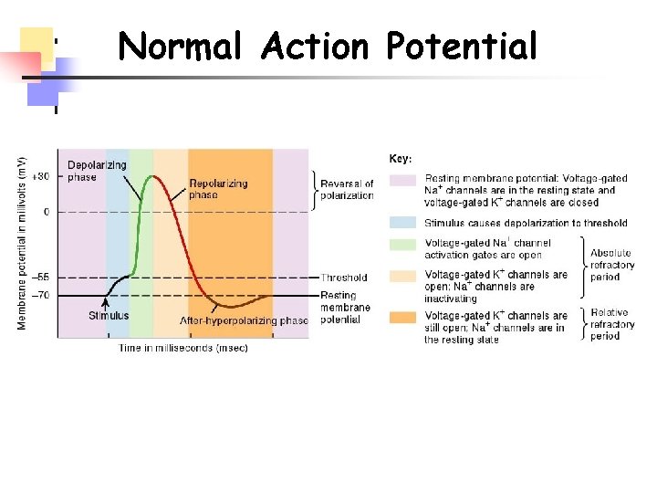 Normal Action Potential 