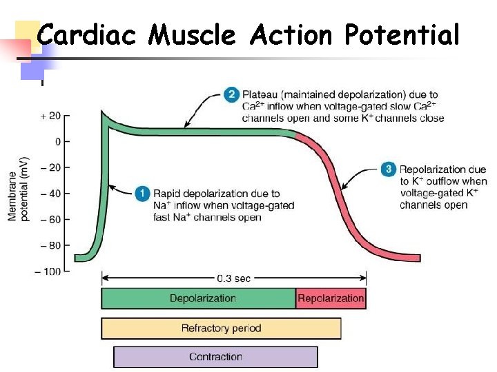 Cardiac Muscle Action Potential 