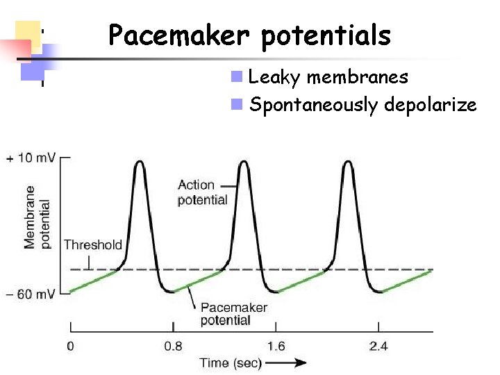 Pacemaker potentials n Leaky membranes n Spontaneously depolarize 