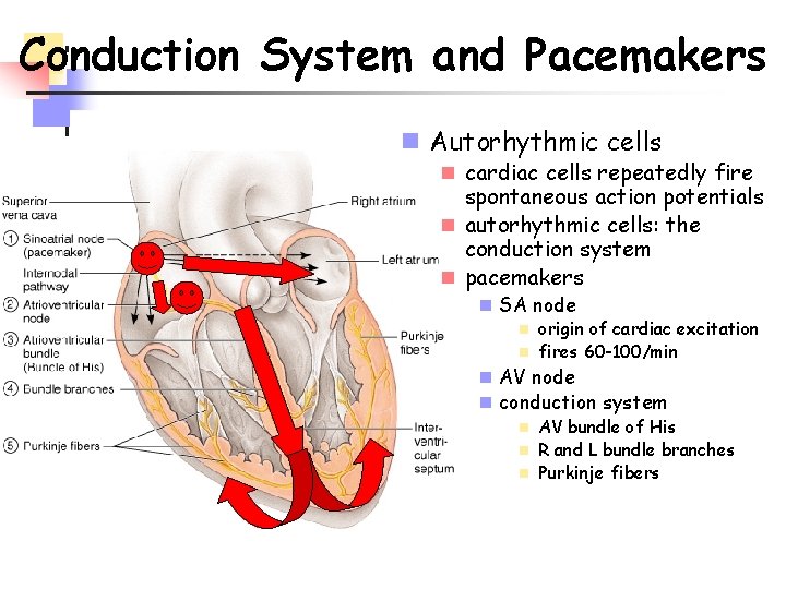 Conduction System and Pacemakers n Autorhythmic cells n cardiac cells repeatedly fire spontaneous action