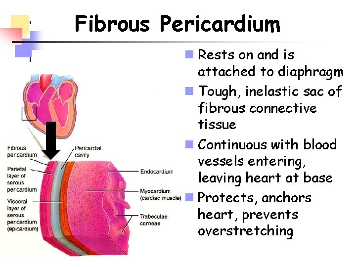 Fibrous Pericardium n Rests on and is attached to diaphragm n Tough, inelastic sac