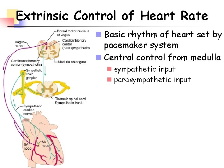 Extrinsic Control of Heart Rate n Basic rhythm of heart set by pacemaker system