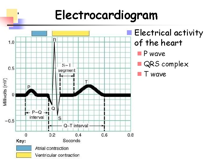 Electrocardiogram n Electrical activity of the heart n P wave n QRS complex n