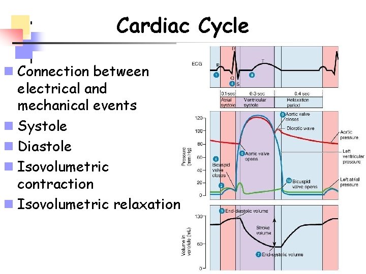 Cardiac Cycle n Connection between electrical and mechanical events n Systole n Diastole n