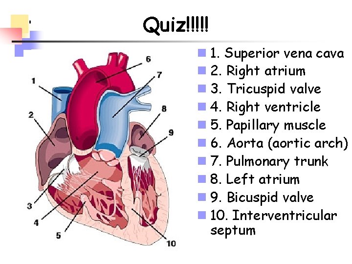 Quiz!!!!! n 1. Superior vena cava n 2. Right atrium n 3. Tricuspid valve