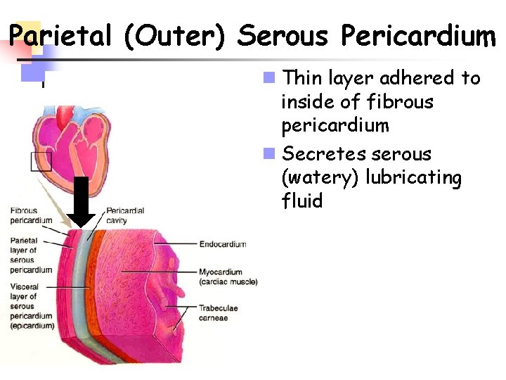 Parietal (Outer) Serous Pericardium n Thin layer adhered to inside of fibrous pericardium n