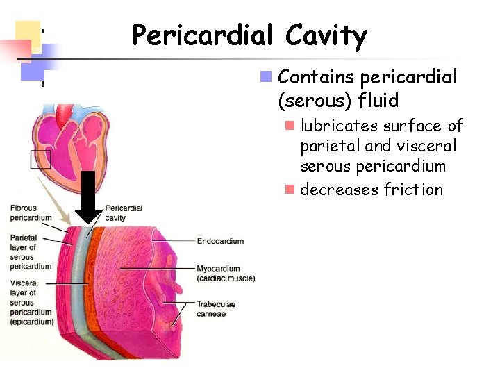 Pericardial Cavity n Contains pericardial (serous) fluid n lubricates surface of parietal and visceral