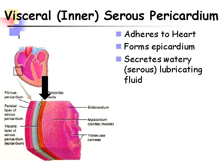 Visceral (Inner) Serous Pericardium n Adheres to Heart n Forms epicardium n Secretes watery
