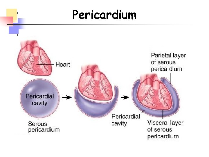 Pericardium 