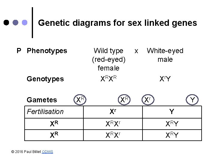 Genetic diagrams for sex linked genes P Phenotypes Wild type (red-eyed) female Genotypes Gametes