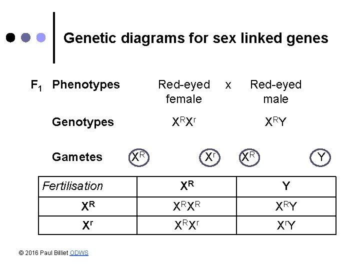 Genetic diagrams for sex linked genes F 1 Phenotypes Red-eyed female Genotypes Gametes Fertilisation