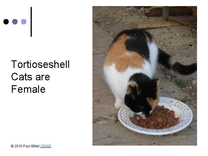 Tortioseshell Cats are Female © 2016 Paul Billiet ODWS Tortioseshell Cats are Female © 2016 Paul Billiet ODWS