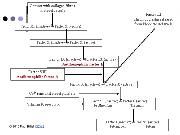 Contact with collagen fibres in blood vessels Factor III Thromboplastin released from blood vessel