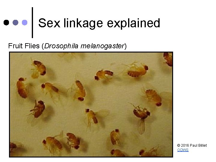 Sex linkage explained Fruit Flies (Drosophila melanogaster) © 2016 Paul Billiet ODWS Sex linkage explained Fruit Flies (Drosophila melanogaster) © 2016 Paul Billiet ODWS