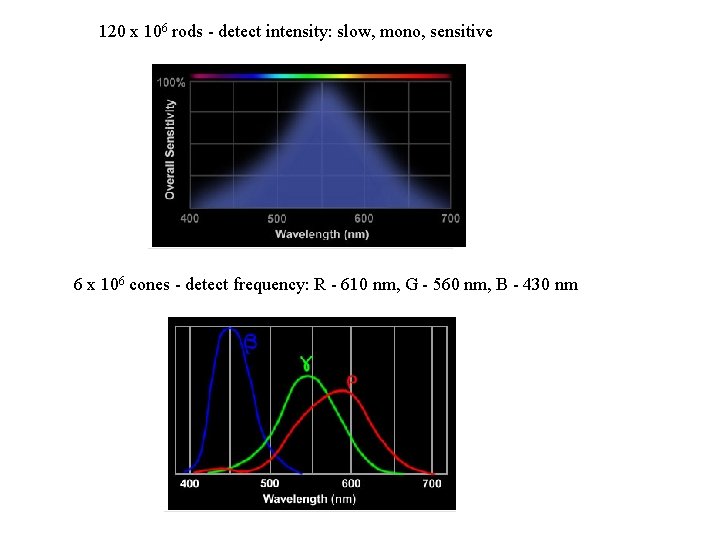 120 x 106 rods - detect intensity: slow, mono, sensitive 6 x 106 cones