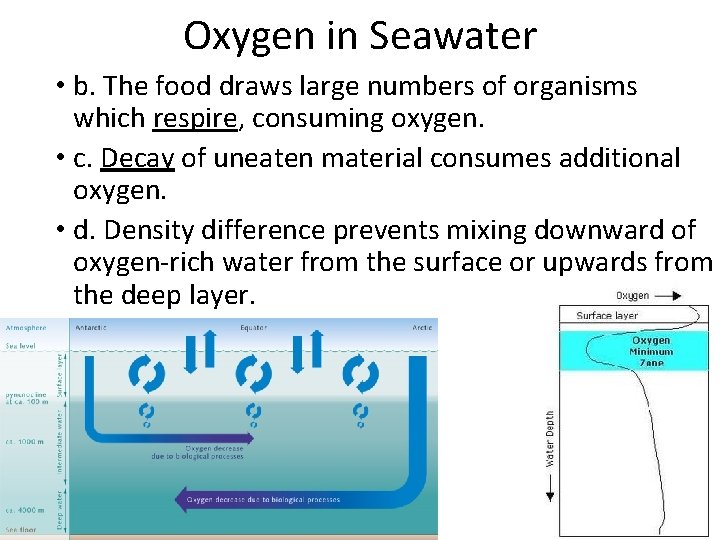 Oxygen in Seawater • b. The food draws large numbers of organisms which respire,