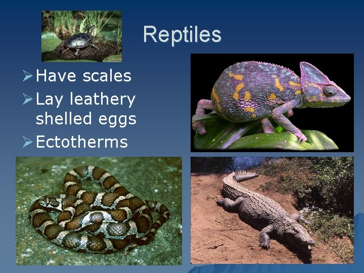 Reptiles Ø Have scales Ø Lay leathery shelled eggs Ø Ectotherms 