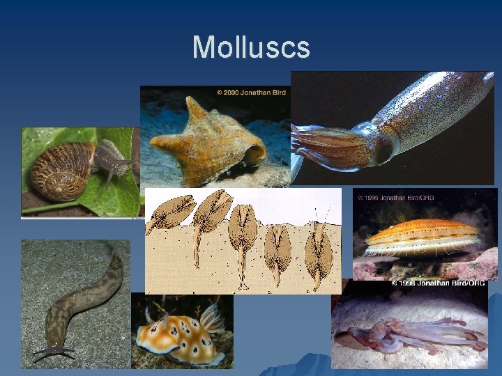 Molluscs 