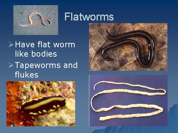 Flatworms Ø Have flat worm like bodies Ø Tapeworms and flukes 