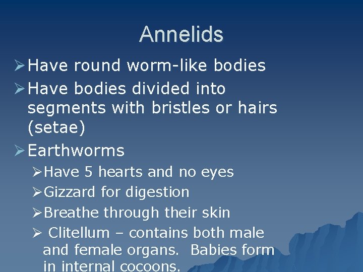Annelids Ø Have round worm-like bodies Ø Have bodies divided into segments with bristles