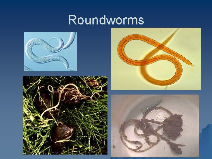 Roundworms 