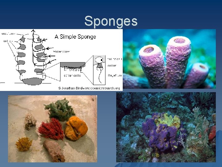 Sponges 