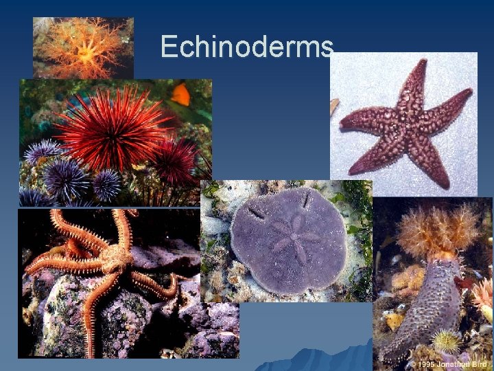 Echinoderms 