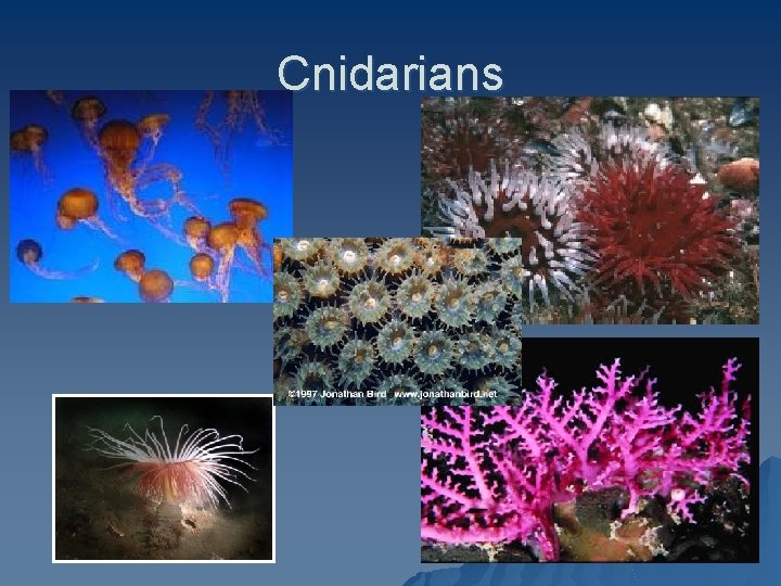 Cnidarians 