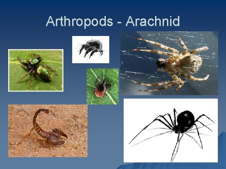 Arthropods - Arachnid 