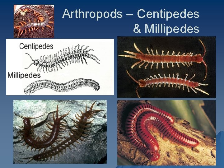 Arthropods – Centipedes & Millipedes 