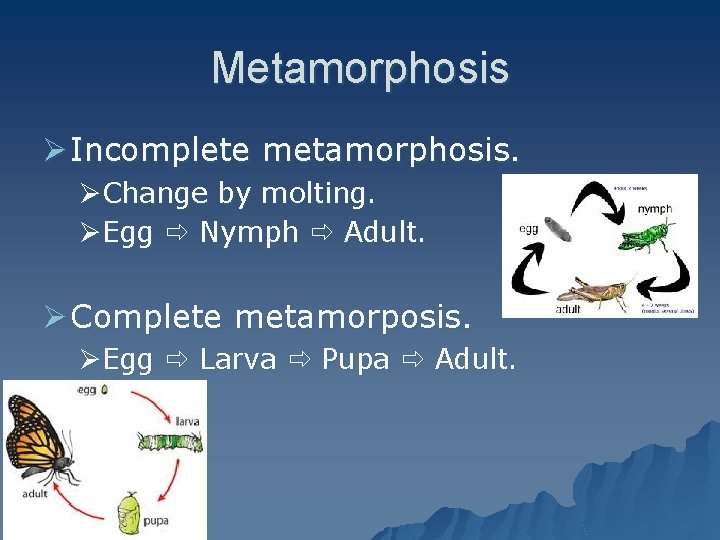 Metamorphosis Ø Incomplete metamorphosis. ØChange by molting. ØEgg Nymph Adult. Ø Complete metamorposis. ØEgg