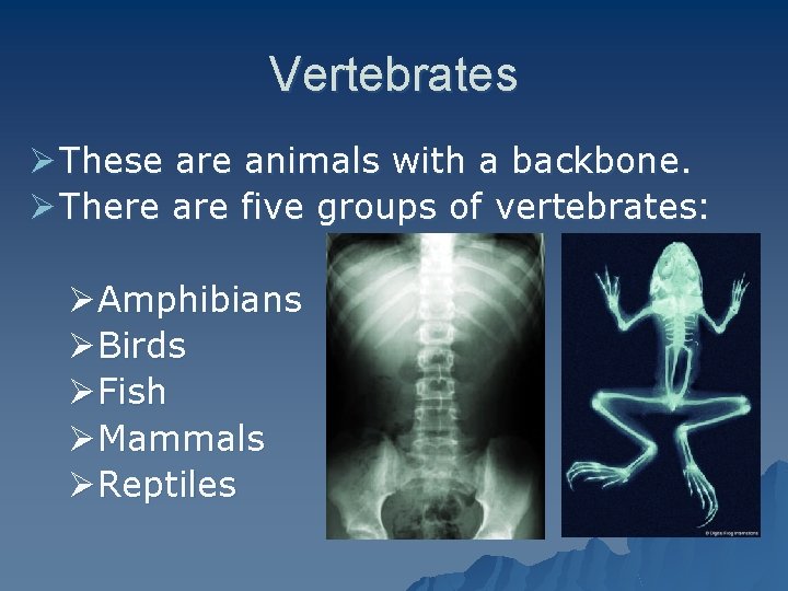 Vertebrates Ø These are animals with a backbone. Ø There are five groups of