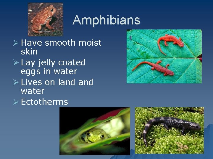 Amphibians Ø Have smooth moist skin Ø Lay jelly coated eggs in water Ø