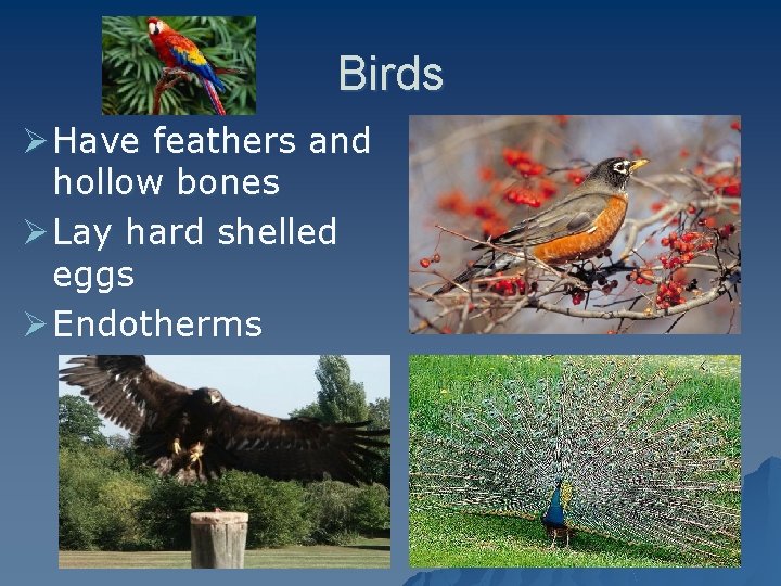 Birds Ø Have feathers and hollow bones Ø Lay hard shelled eggs Ø Endotherms