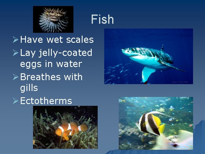 Fish Ø Have wet scales Ø Lay jelly-coated eggs in water Ø Breathes with