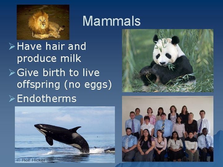 Mammals Ø Have hair and produce milk Ø Give birth to live offspring (no