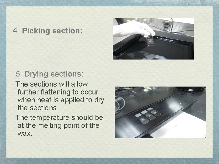 4. Picking section: 5. Drying sections: The sections will allow further flattening to occur 4. Picking section: 5. Drying sections: The sections will allow further flattening to occur