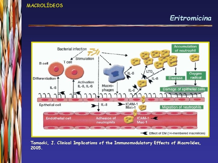 MACROLÍDEOS Eritromicina Tamaoki, J. Clinical Implications of the Immunomodulatory Effects of Macrolides, 2005. 