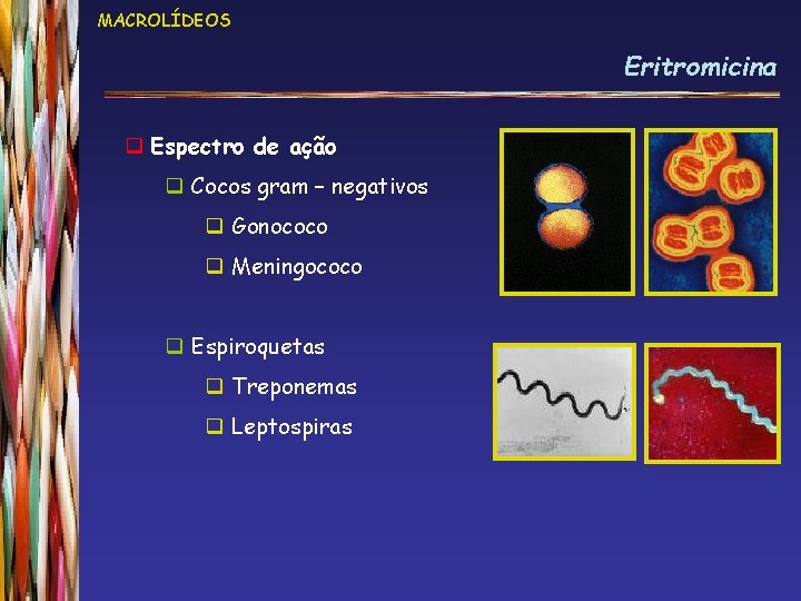 MACROLÍDEOS Eritromicina q Espectro de ação q Cocos gram – negativos q Gonococo q