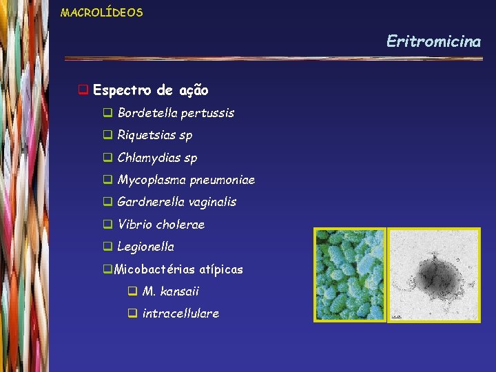 MACROLÍDEOS Eritromicina q Espectro de ação q Bordetella pertussis q Riquetsias sp q Chlamydias