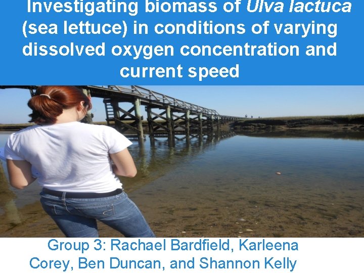 Investigating biomass of Ulva lactuca (sea lettuce) in conditions of varying dissolved oxygen concentration