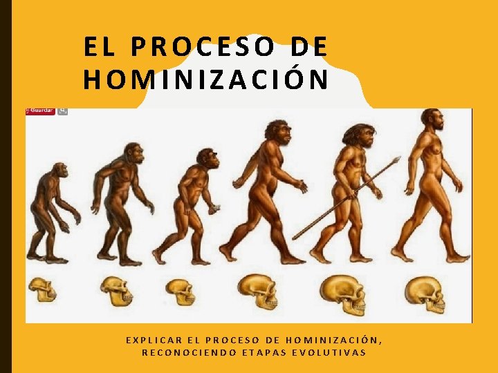 EL PROCESO DE HOMINIZACIÓN EXPLICAR EL PROCESO DE HOMINIZACIÓN, RECONOCIENDO ETAPAS EVOLUTIVAS 
