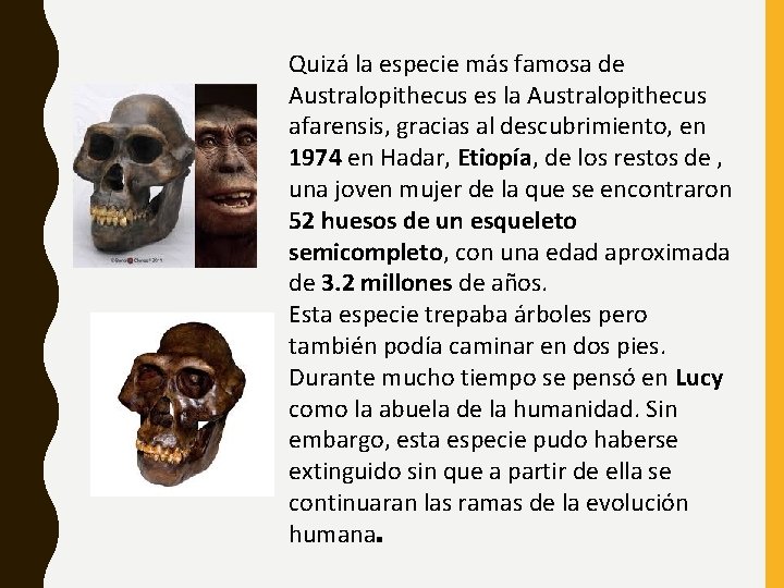 Quizá la especie más famosa de Australopithecus es la Australopithecus afarensis, gracias al descubrimiento,