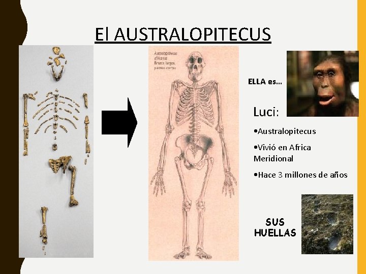El AUSTRALOPITECUS ELLA es… Luci: • Australopitecus • Vivió en Africa Meridional • Hace