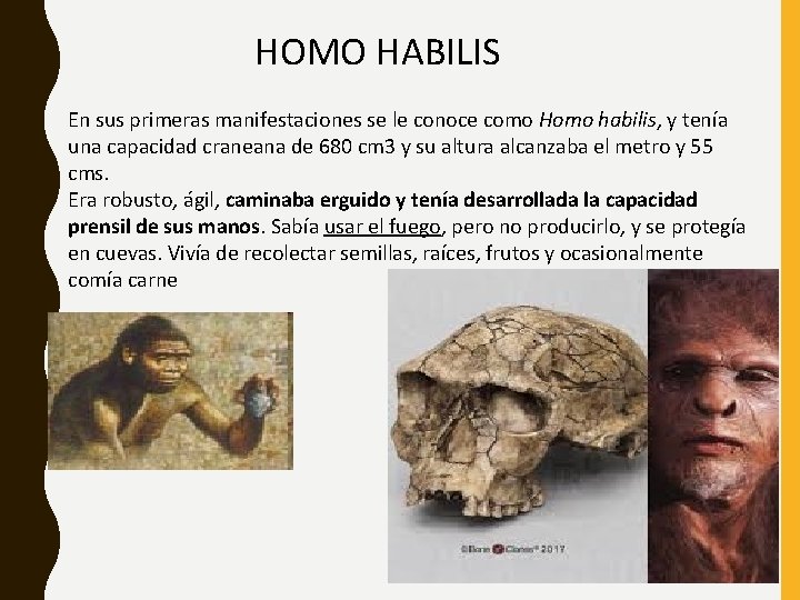 HOMO HABILIS En sus primeras manifestaciones se le conoce como Homo habilis, y tenía