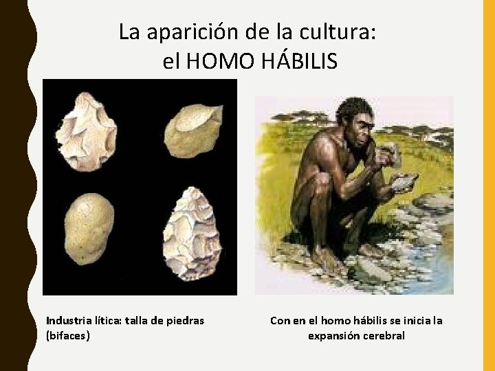 La aparición de la cultura: el HOMO HÁBILIS Industria lítica: talla de piedras (bifaces)